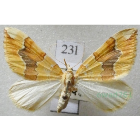 Cidaria fulvata (Forster, 1771) Paśnik naróżak Czech23l